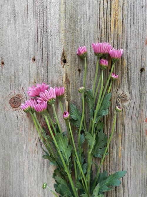 AMAZE NOVELTY LAVENDER POMPONS